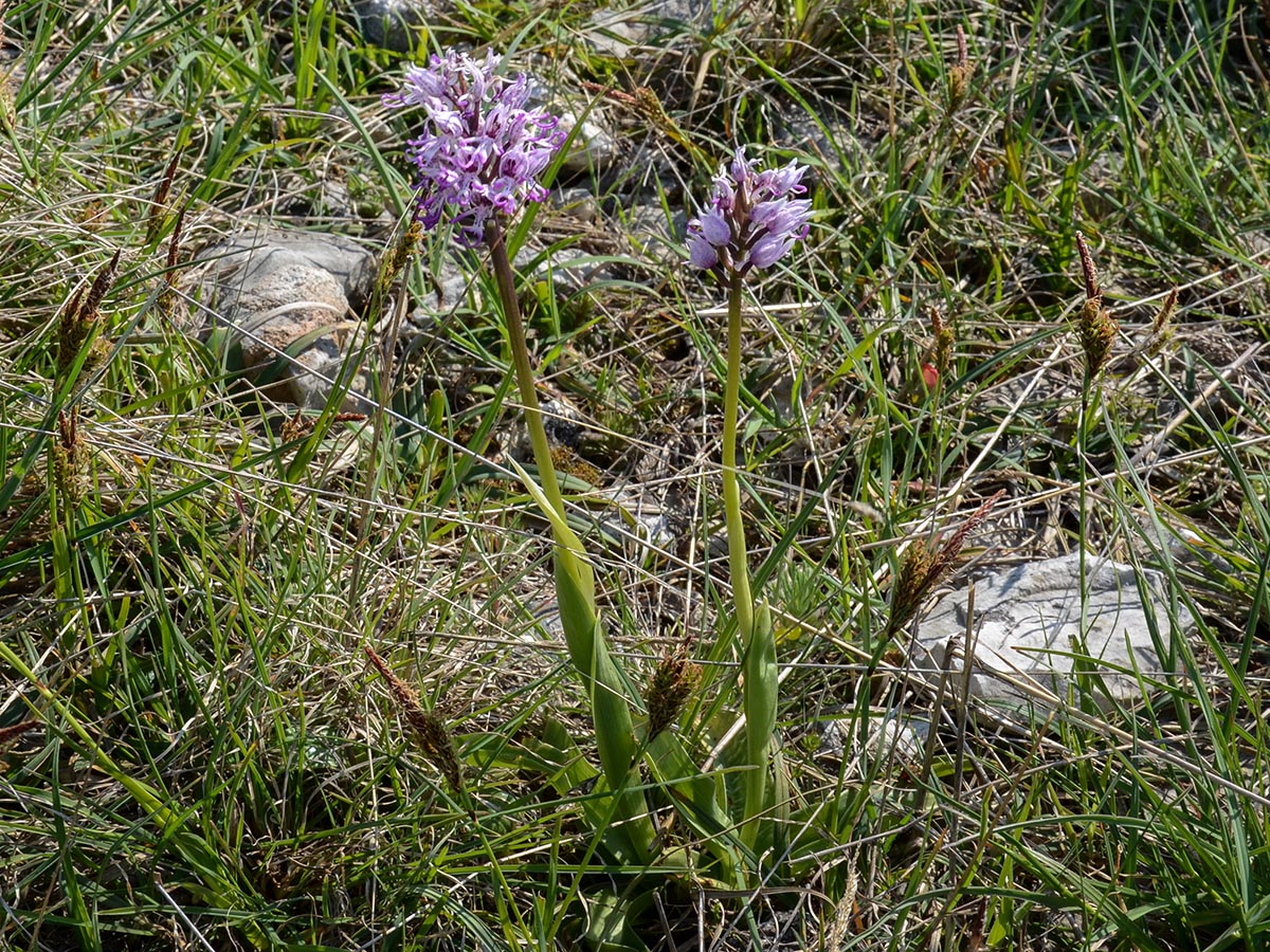 Orchis simia